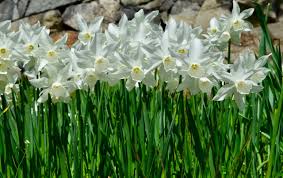 NARCISSUS THALIA 8 - Image 2