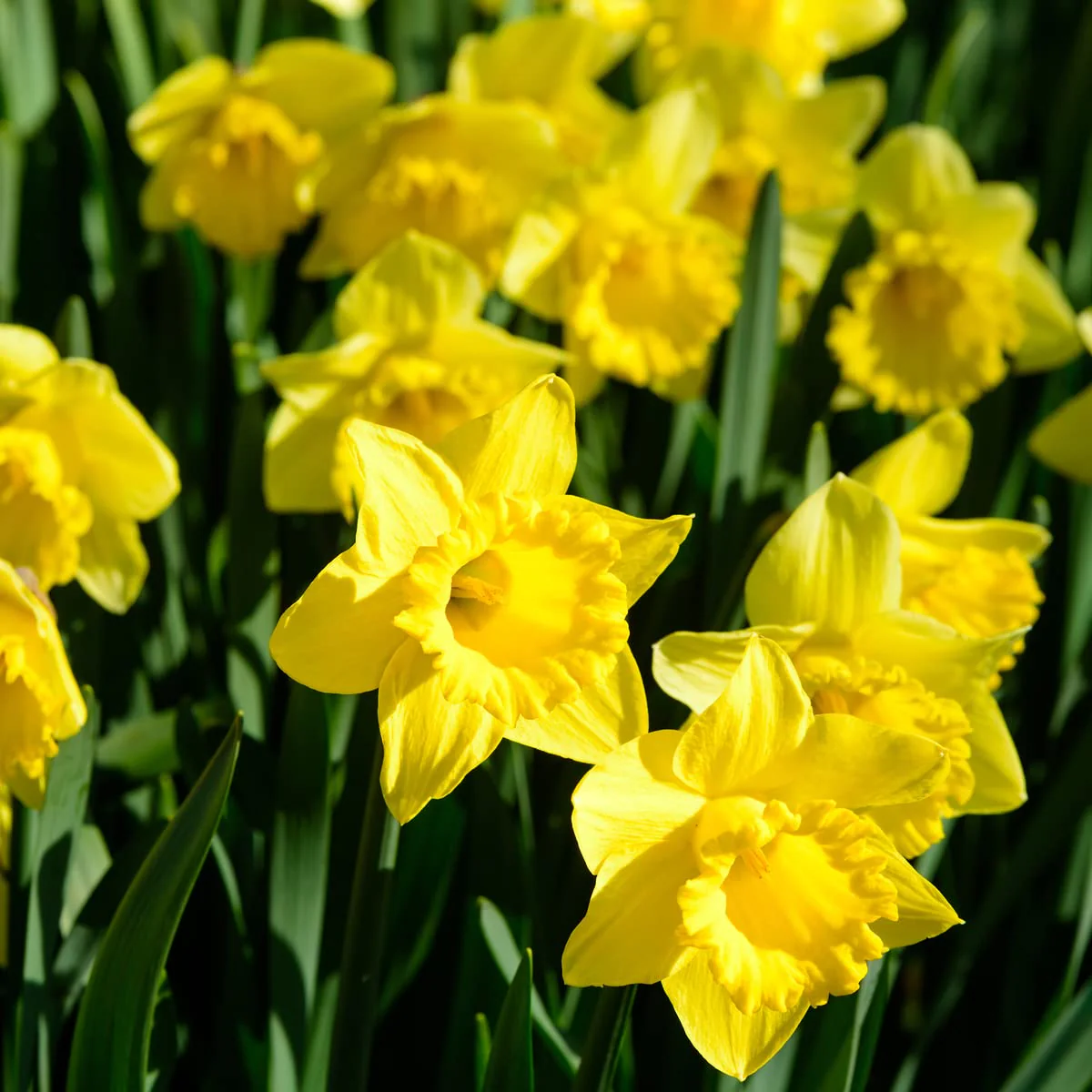 NARCISSUS TRUMPET STANDARD VALUE 5 KG - Image 2