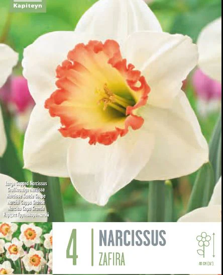 NARCISSUS ZAFIRA