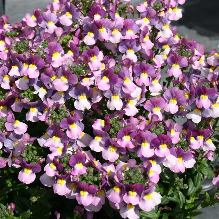 Nemesia 10.5cm