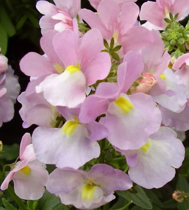 NEMESIA Amelie - Image 2