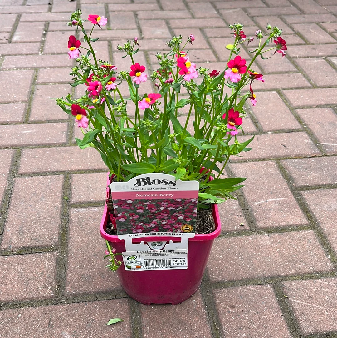 Nemesia Berry Delight - Image 3