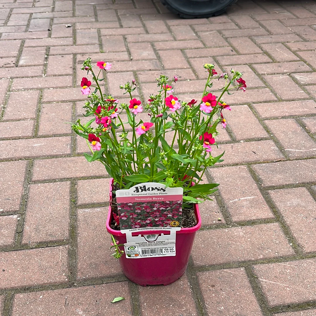 Nemesia Berry Delight - Image 4