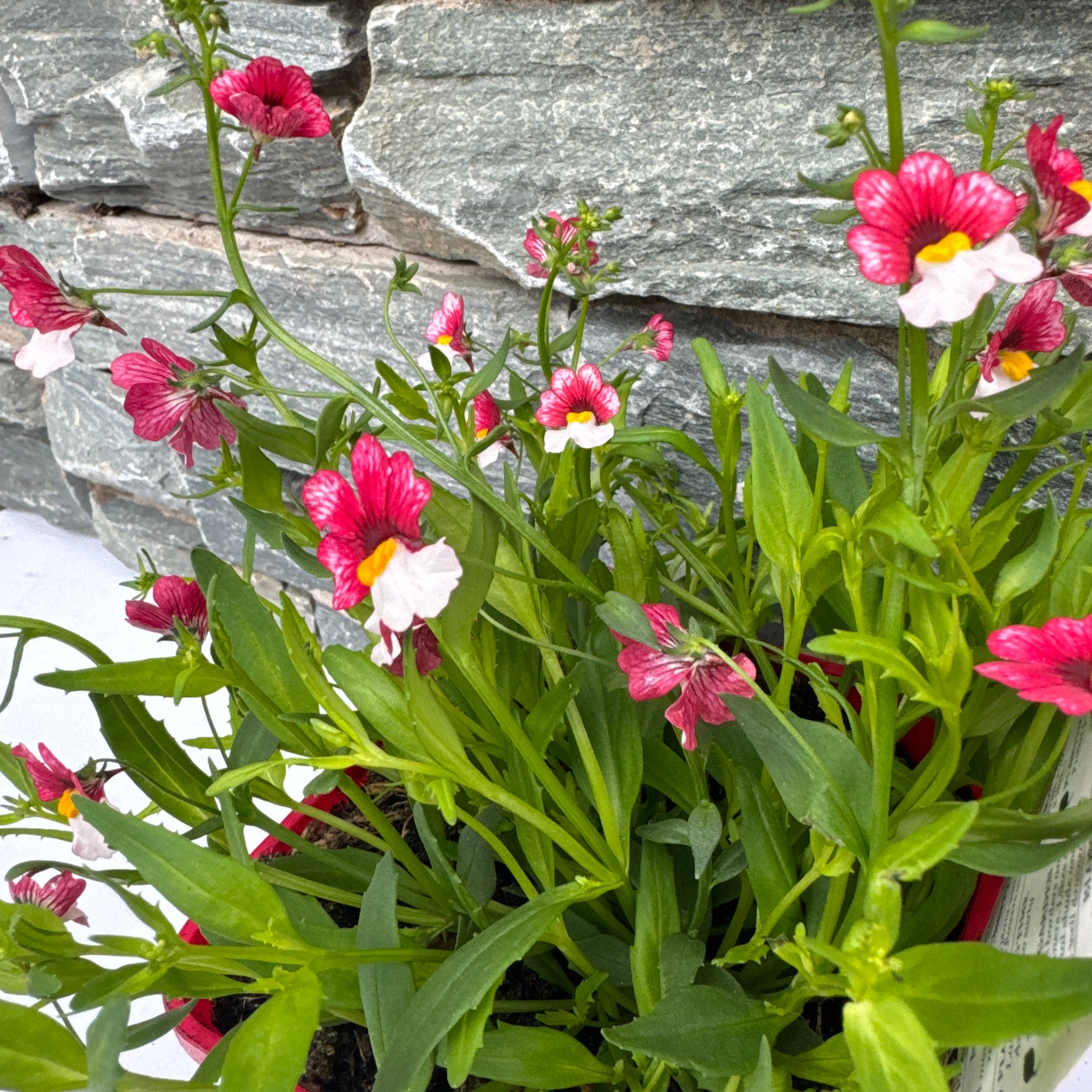 Nemesia Cherry on Ice - Image 3