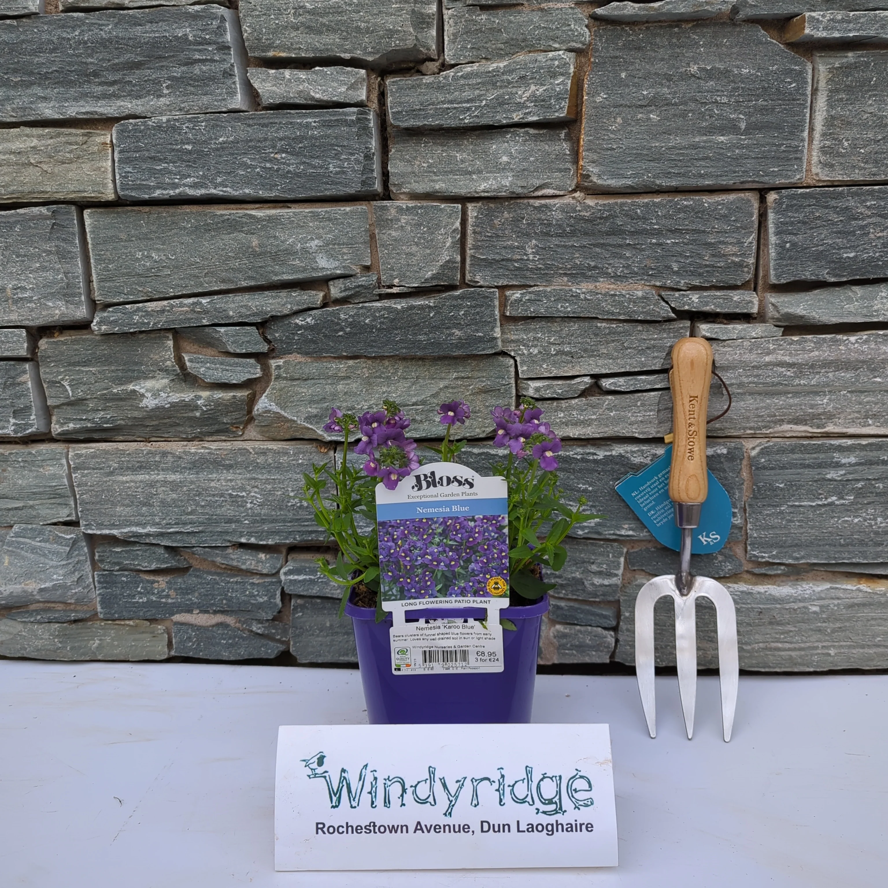 Nemesia Nuvo® Blue