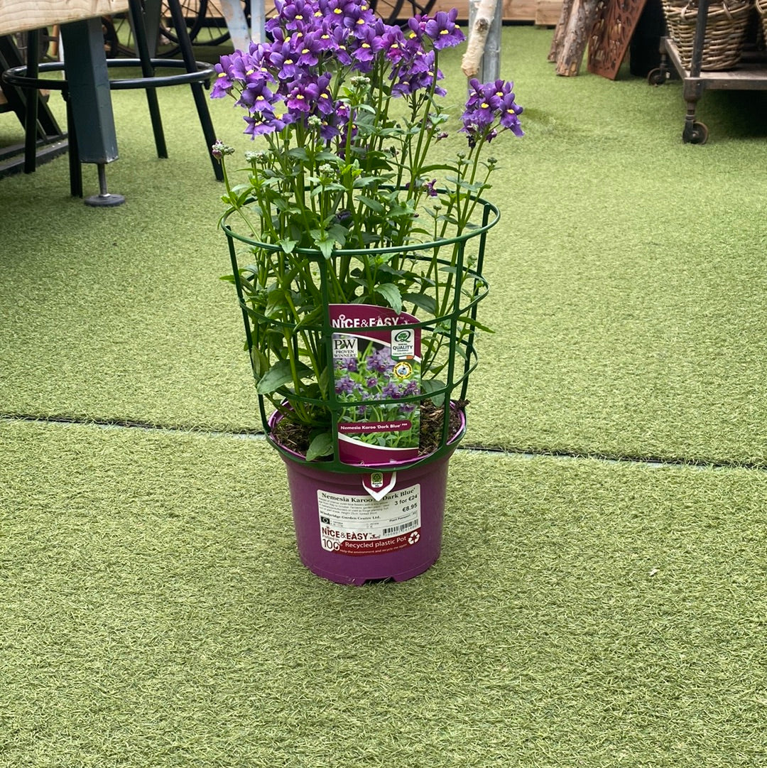 Nemesia Karoo Dark Blue - Image 2