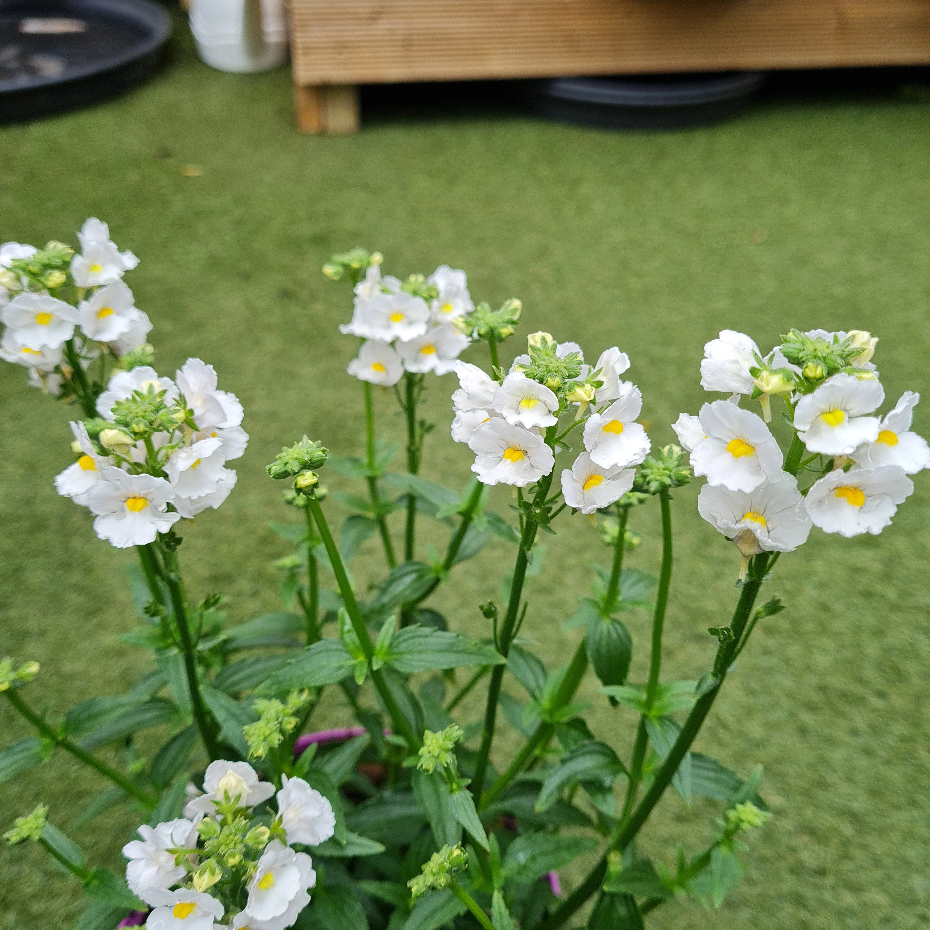 Nemesia Karoo White - Image 3