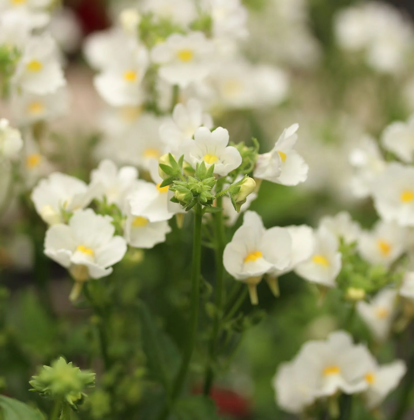 Nemesia Karoo White - Image 4