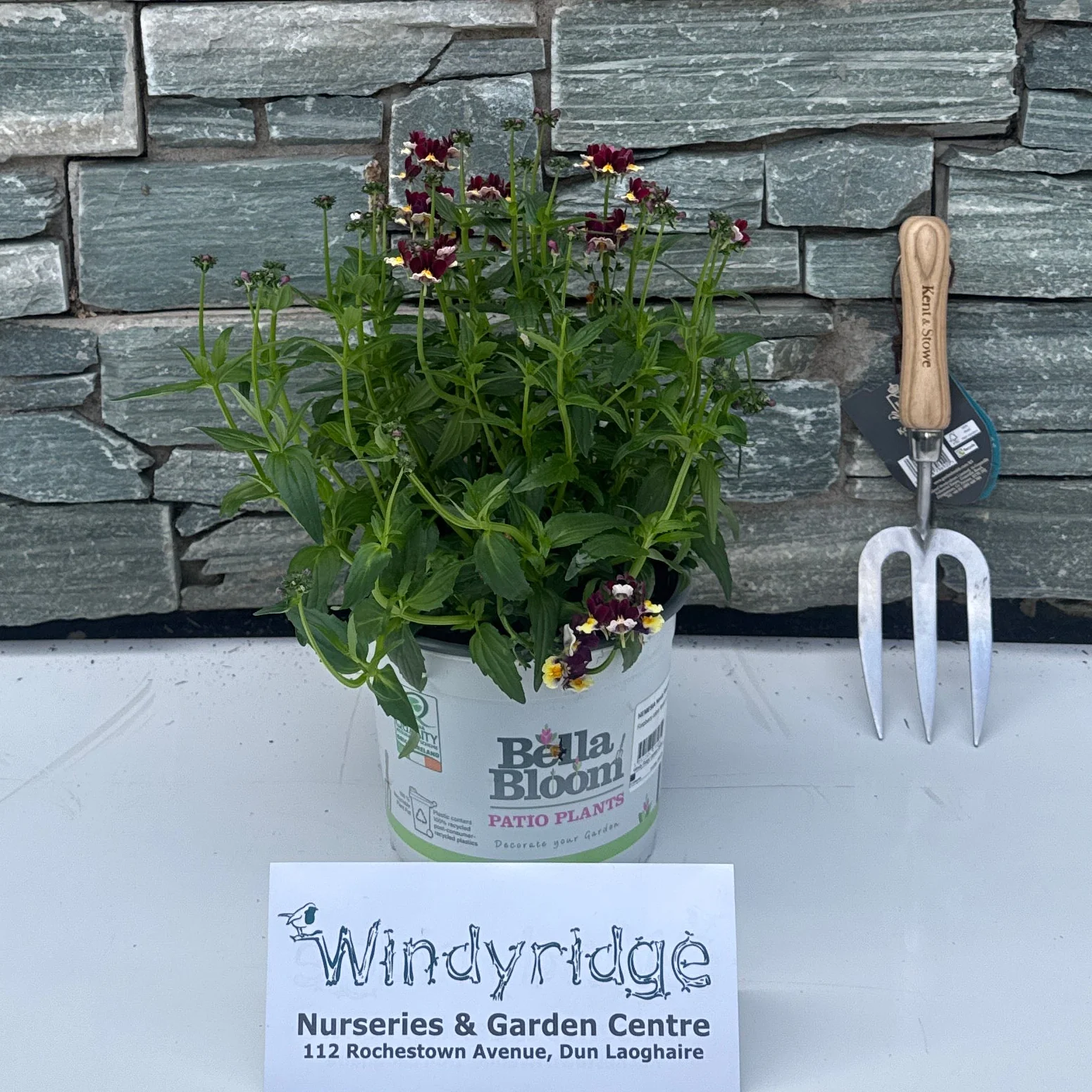 NEMESIA Nesia Raspberry Lemonade