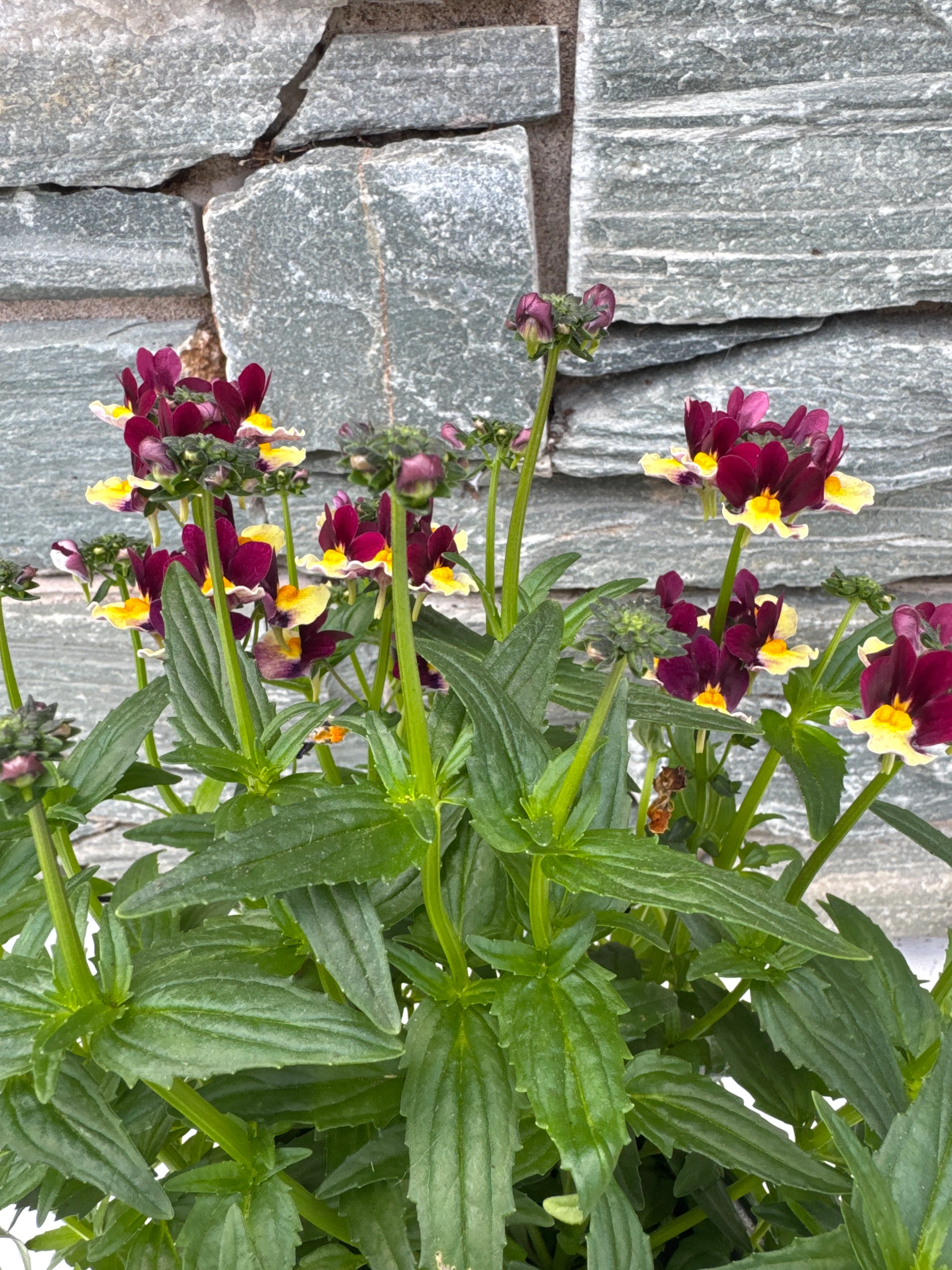 NEMESIA Nesia Raspberry Lemonade - Image 2