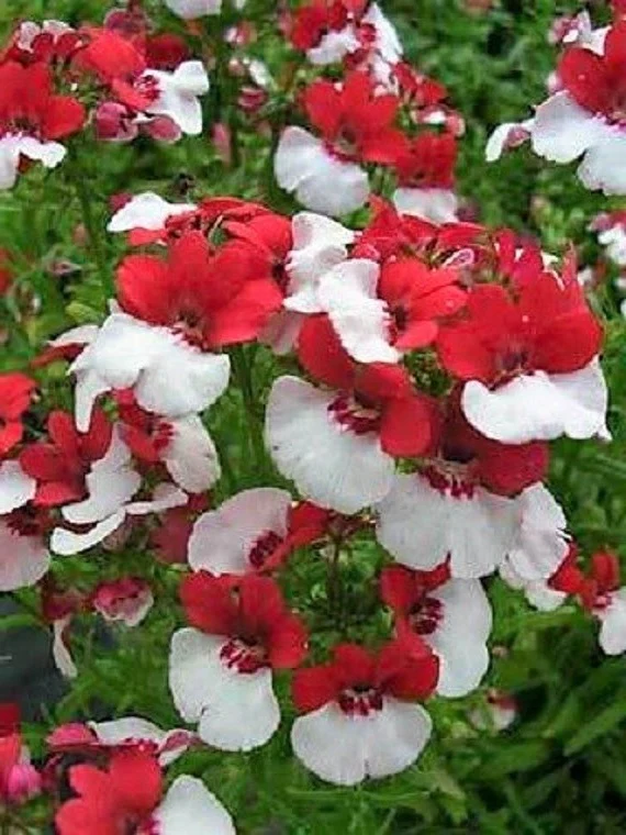 NEMESIA strumosa Burgundy White Bicolour