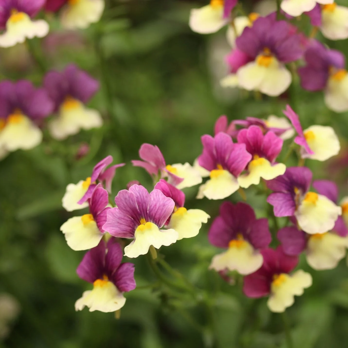 Nemesia Vanilla Berry 2L