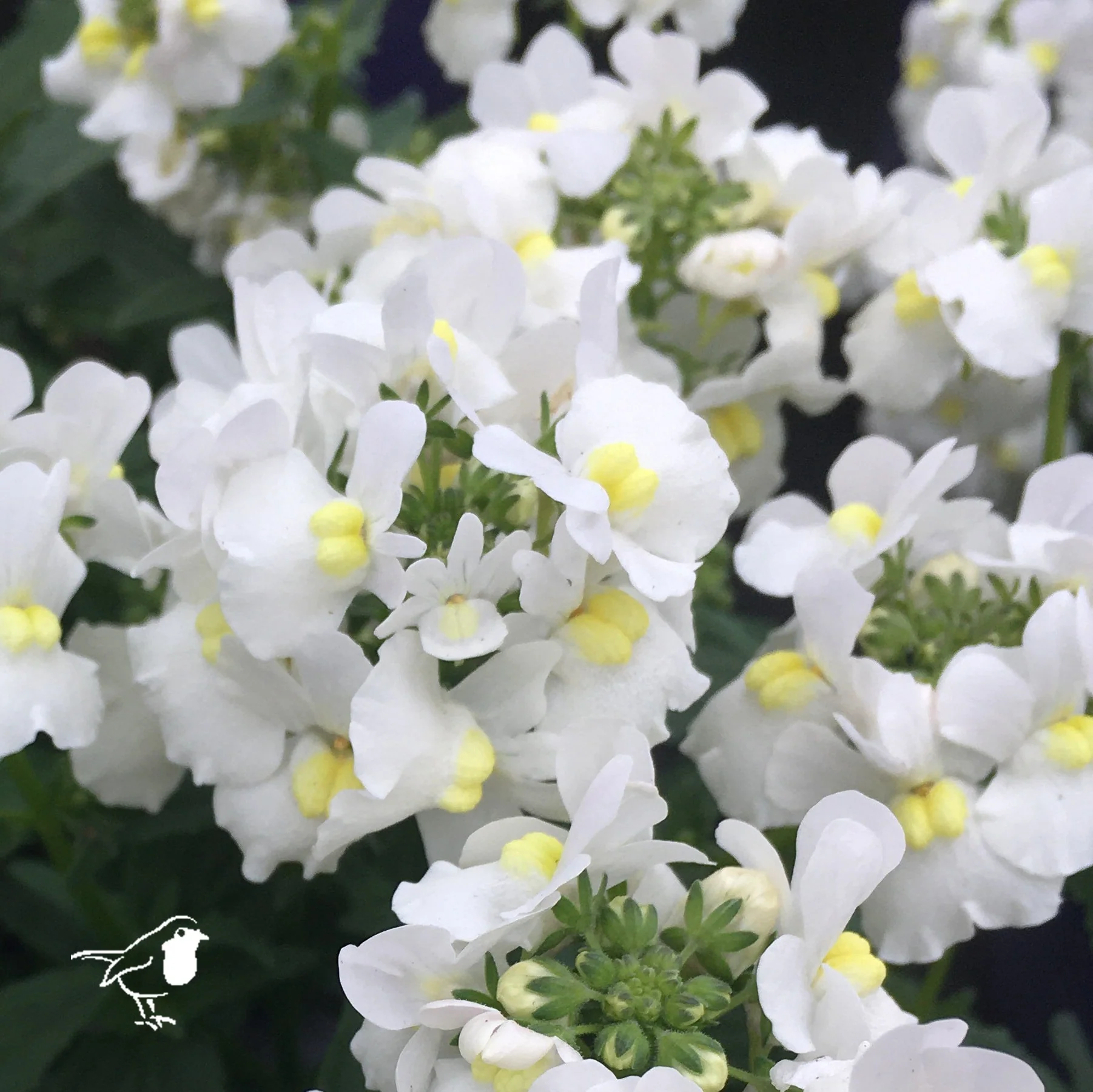 Nemesia White Perfume 2L - Image 2
