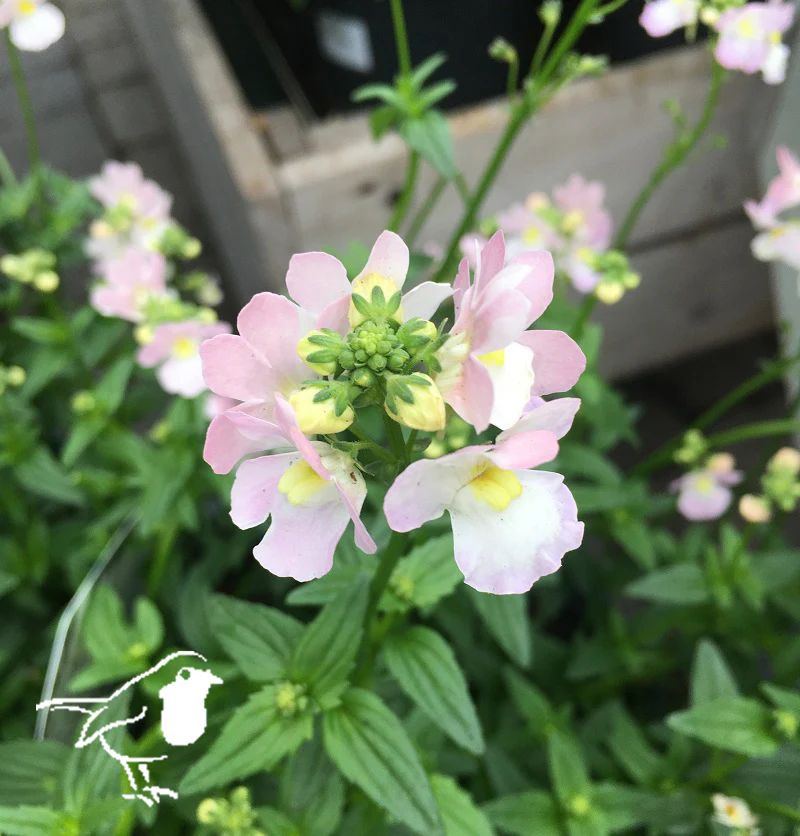 NEMESIA Wisley Vanilla