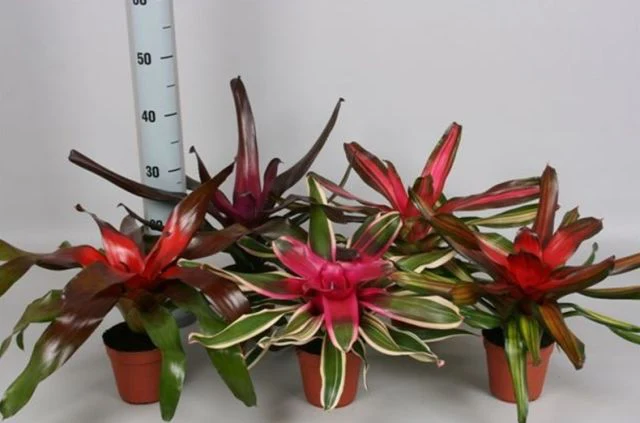 Neoregelia mix   P12