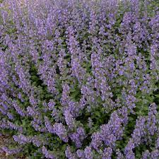 NEPETA faas. Walkers Low - Image 3