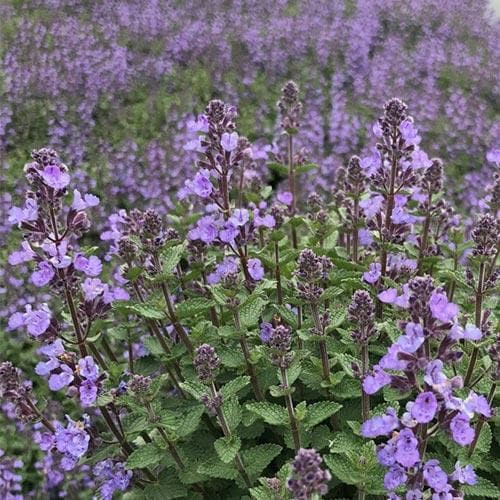 NEPETA faassenii Purrsian Blue - Image 3