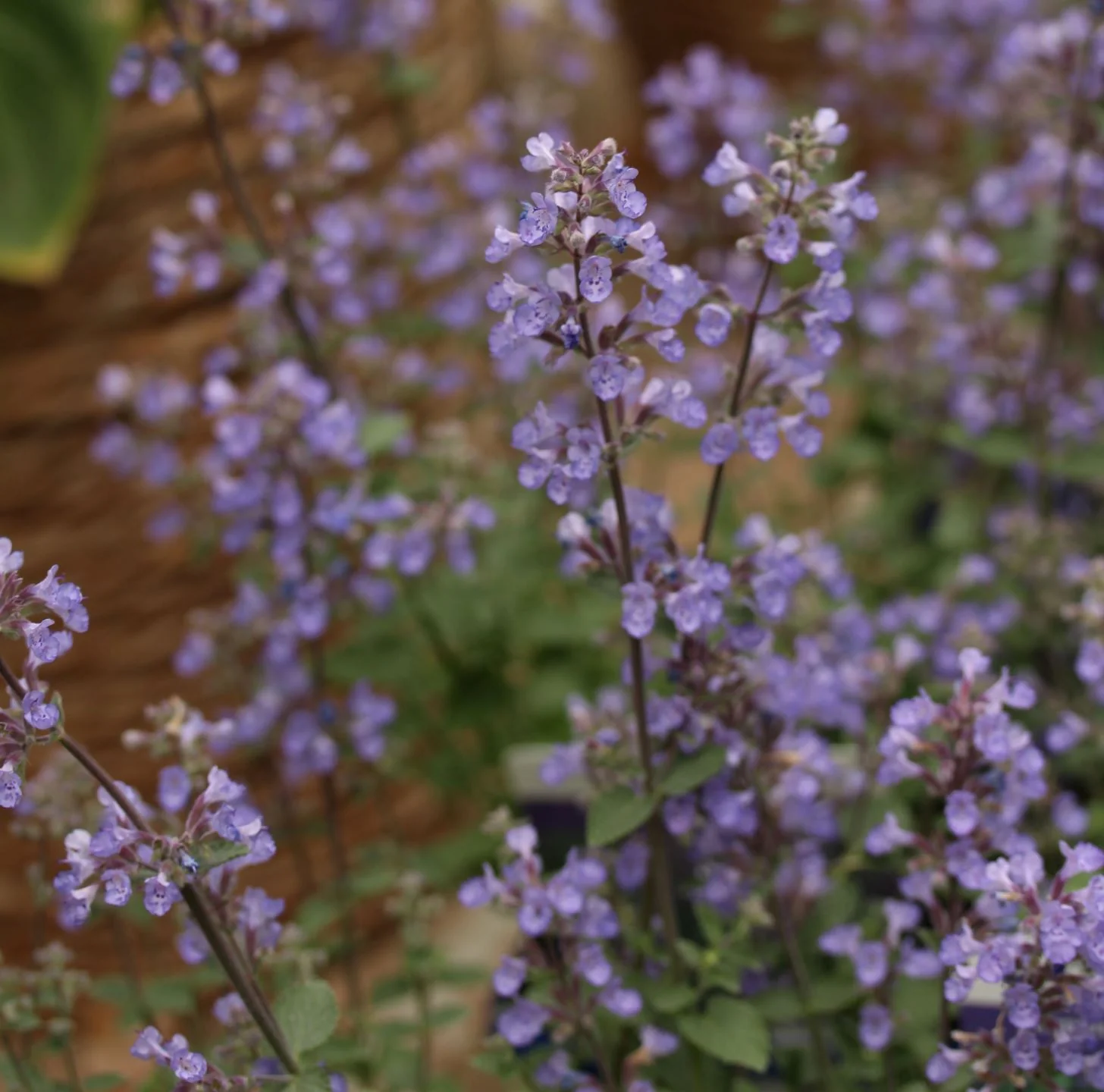 Nepeta Purrsian Blue 2 Ltr