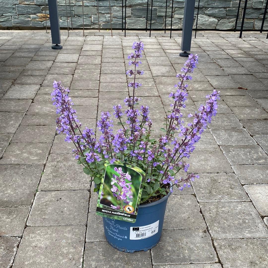 NEPETA PURRSIAN BLUE - Image 3