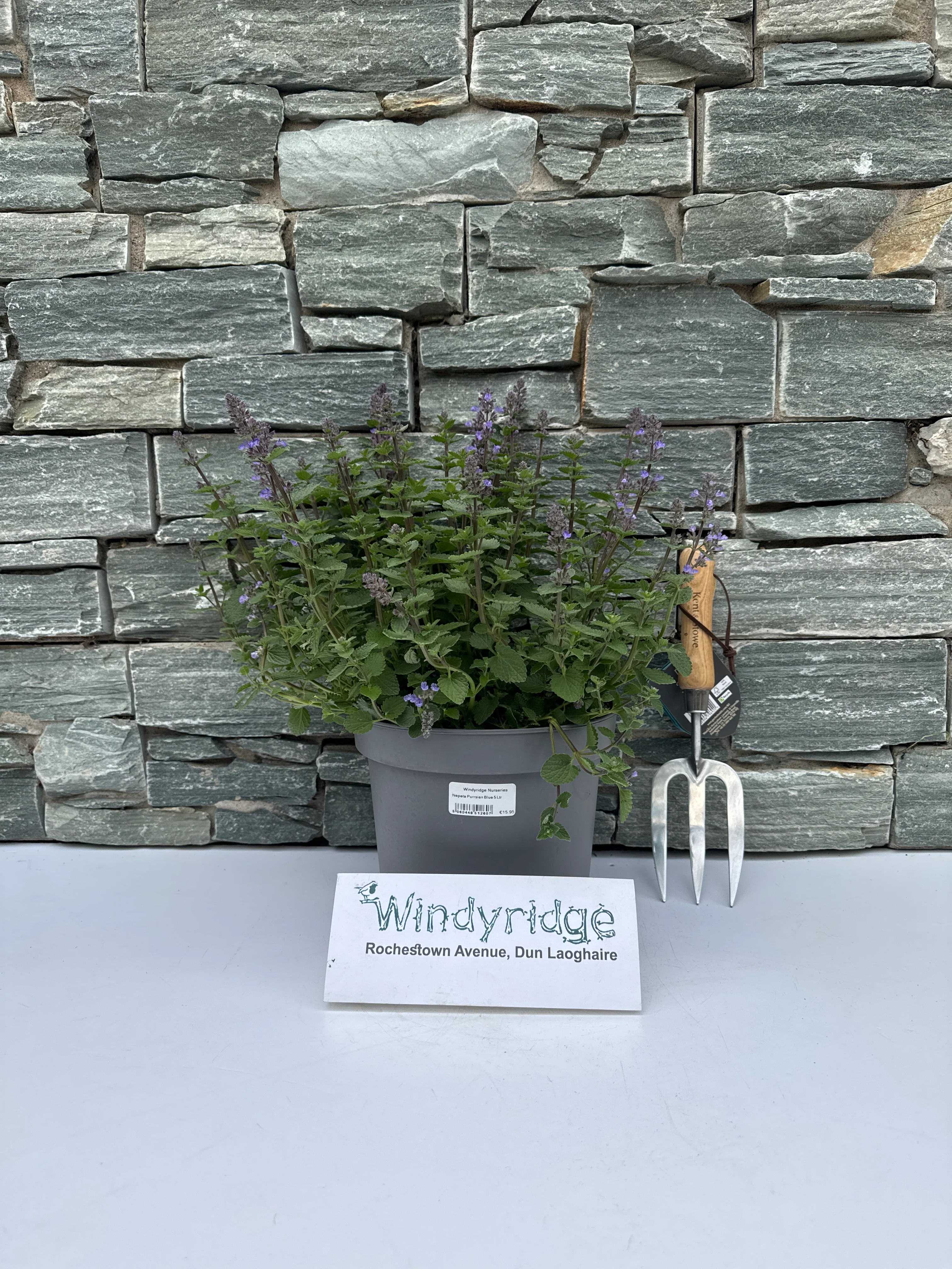 Nepeta Purrsian Blue 5 Ltr - Image 3