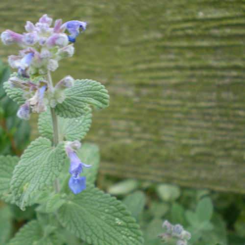 Nepeta Six hill Giant - Image 3