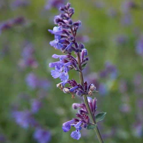 Nepeta Six hill Giant - Image 4