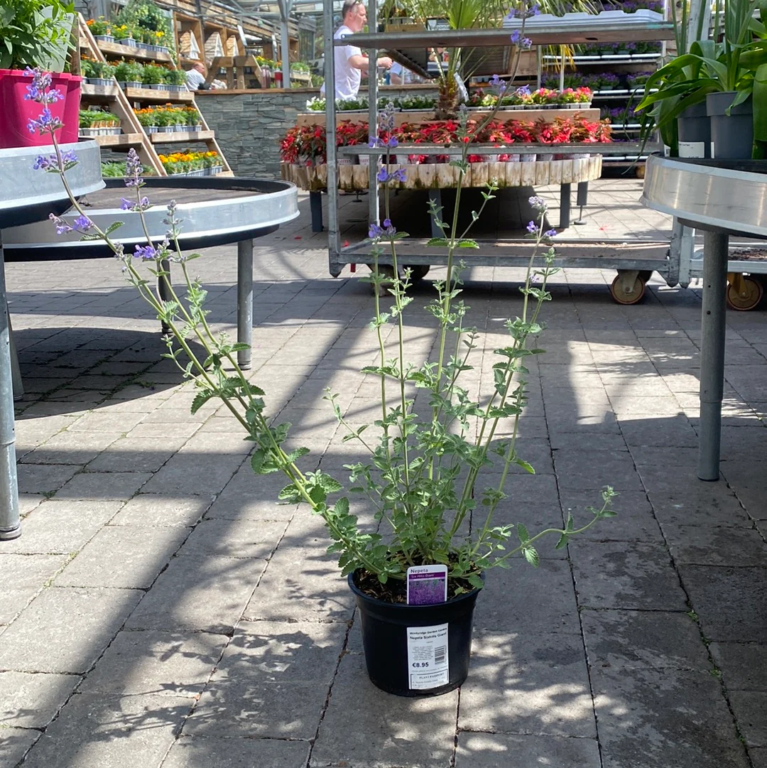 Nepeta Six hills Giant - Image 2