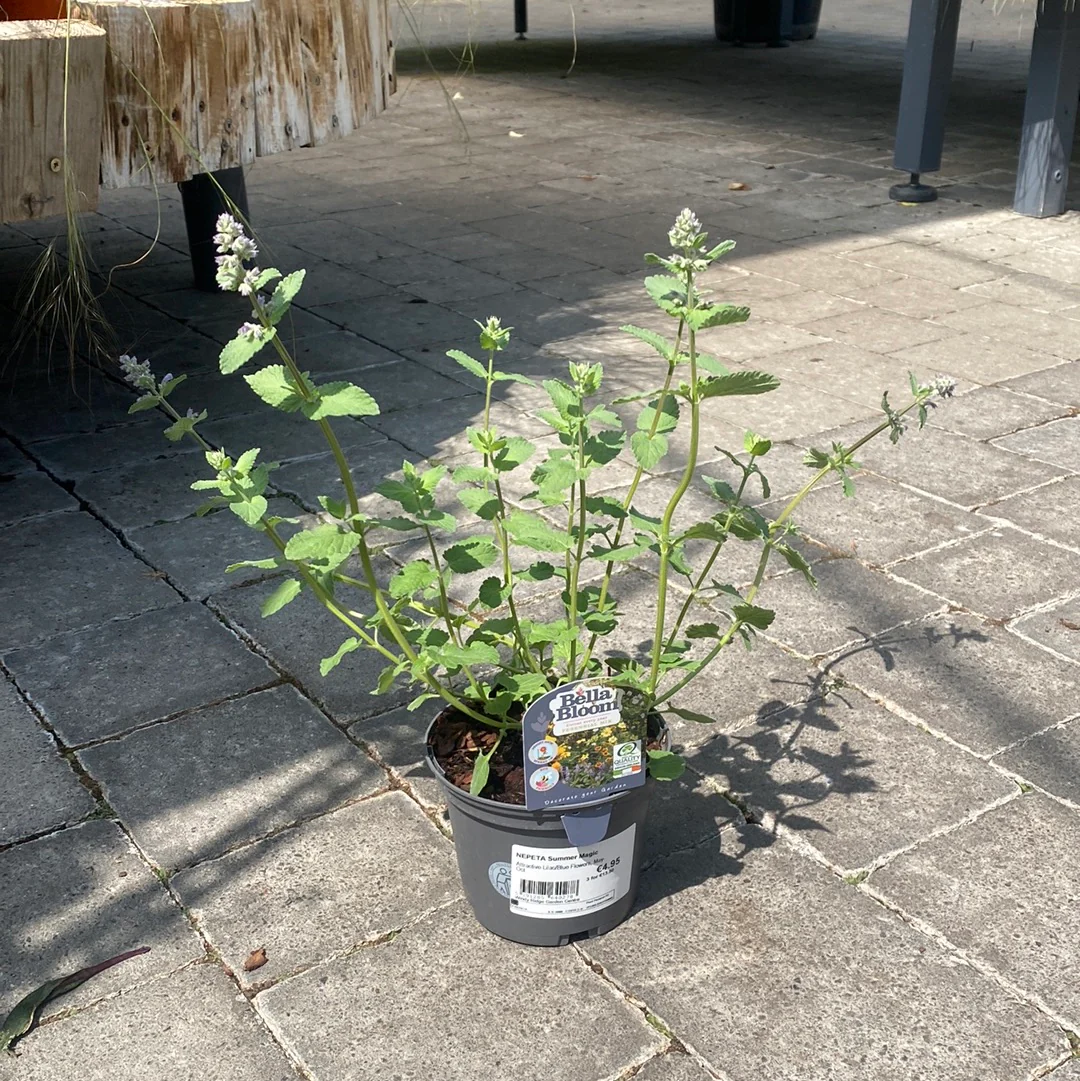 NEPETA Summer Magic - Image 2