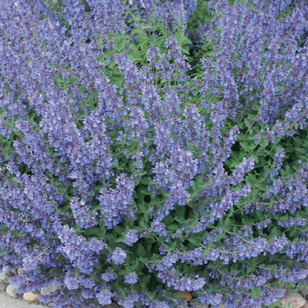 Nepeta Walkers Low - Image 3