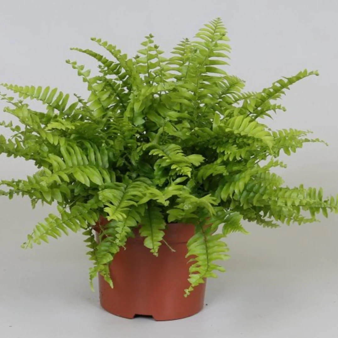 Nephrolepis exal. Boston Blue Bell P12 - Image 2