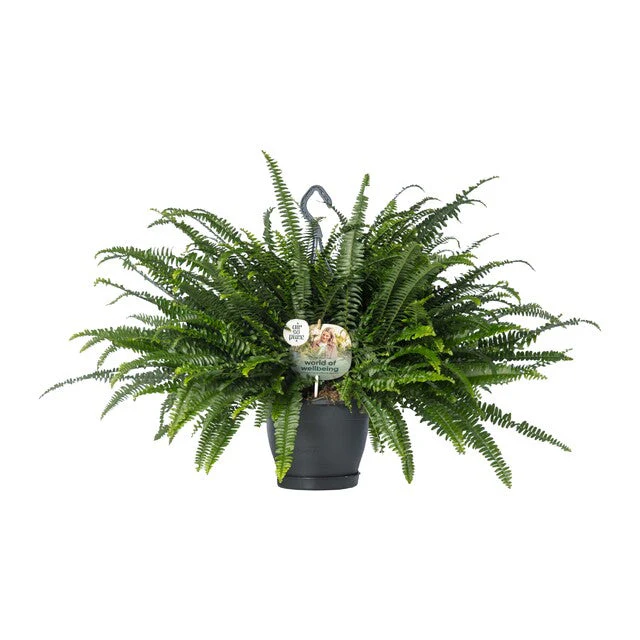 Nephrolepis exal. 'Green Lady' BOP - Image 2