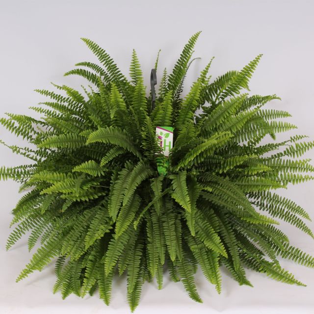 Nephrolepis exal. Green Lady  hanging pot