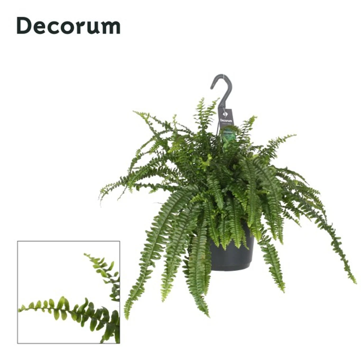 Nephrolepis exal. Green Lady  P18, hanging pot