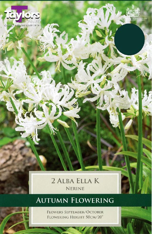 NERINE ALBA ELLA K X 1
