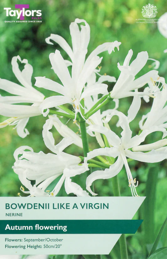NERINE BOWDENII LIKE A VIRGIN 3