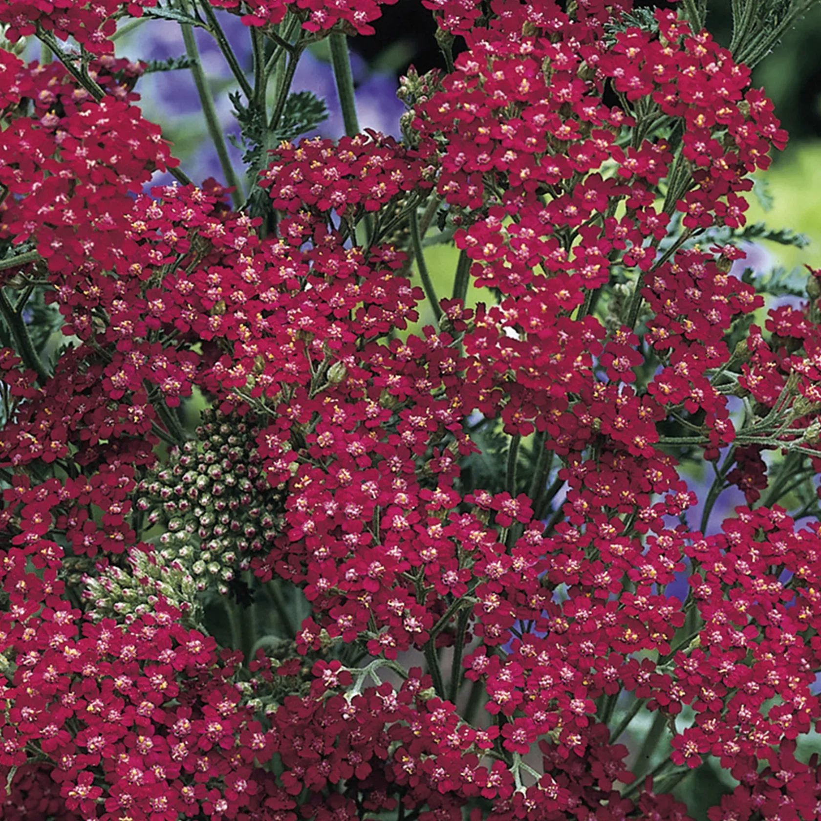 NH Achillea CassisFlower - New 2023 - Image 3