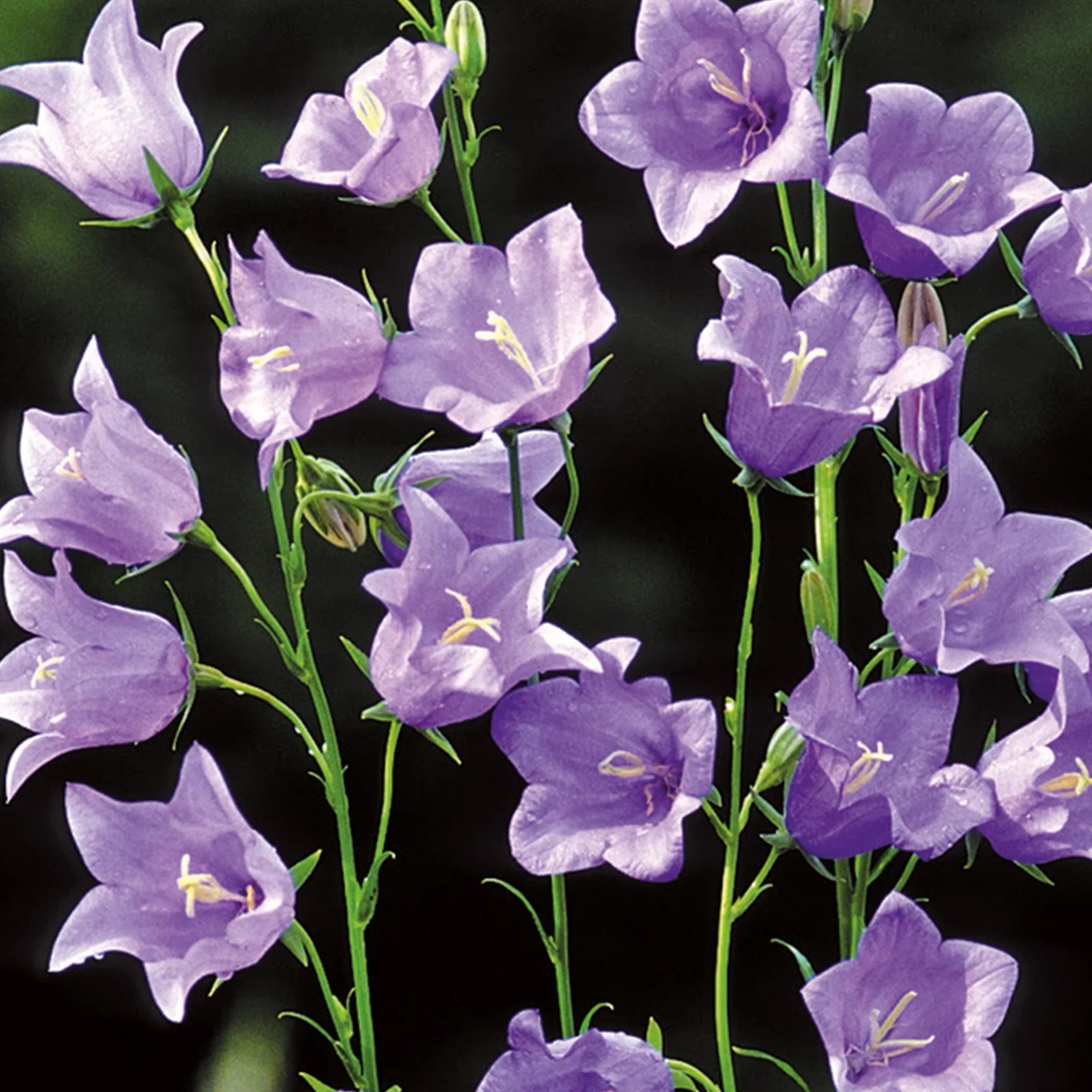 NH Campanula Telham BeautyFlower - New 2023 - Image 3