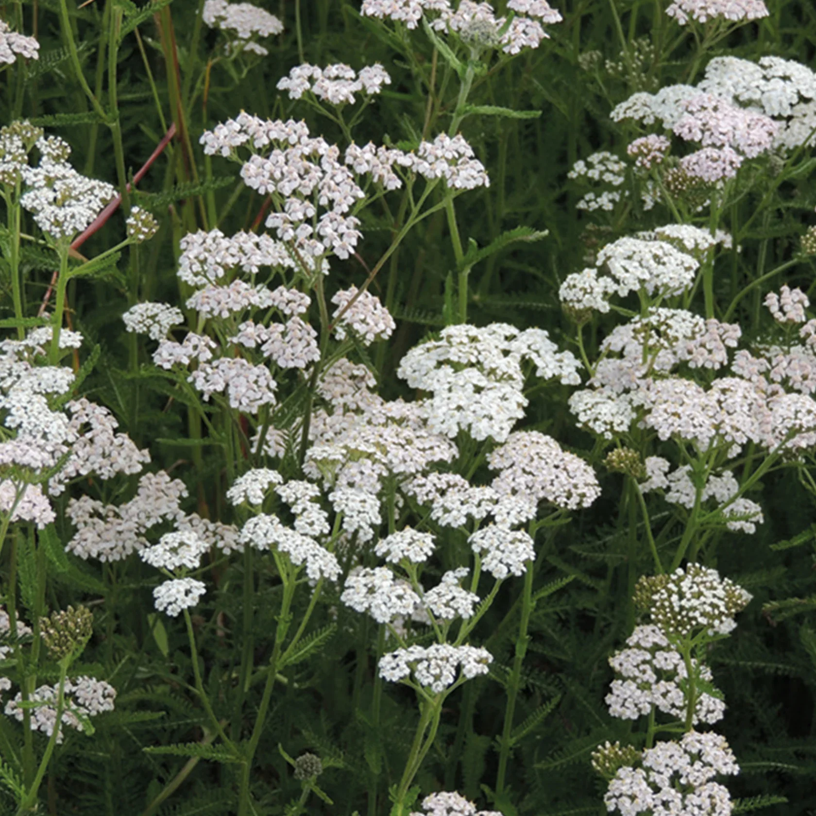 NH Common YarrowFlower - New 2023 - Image 3