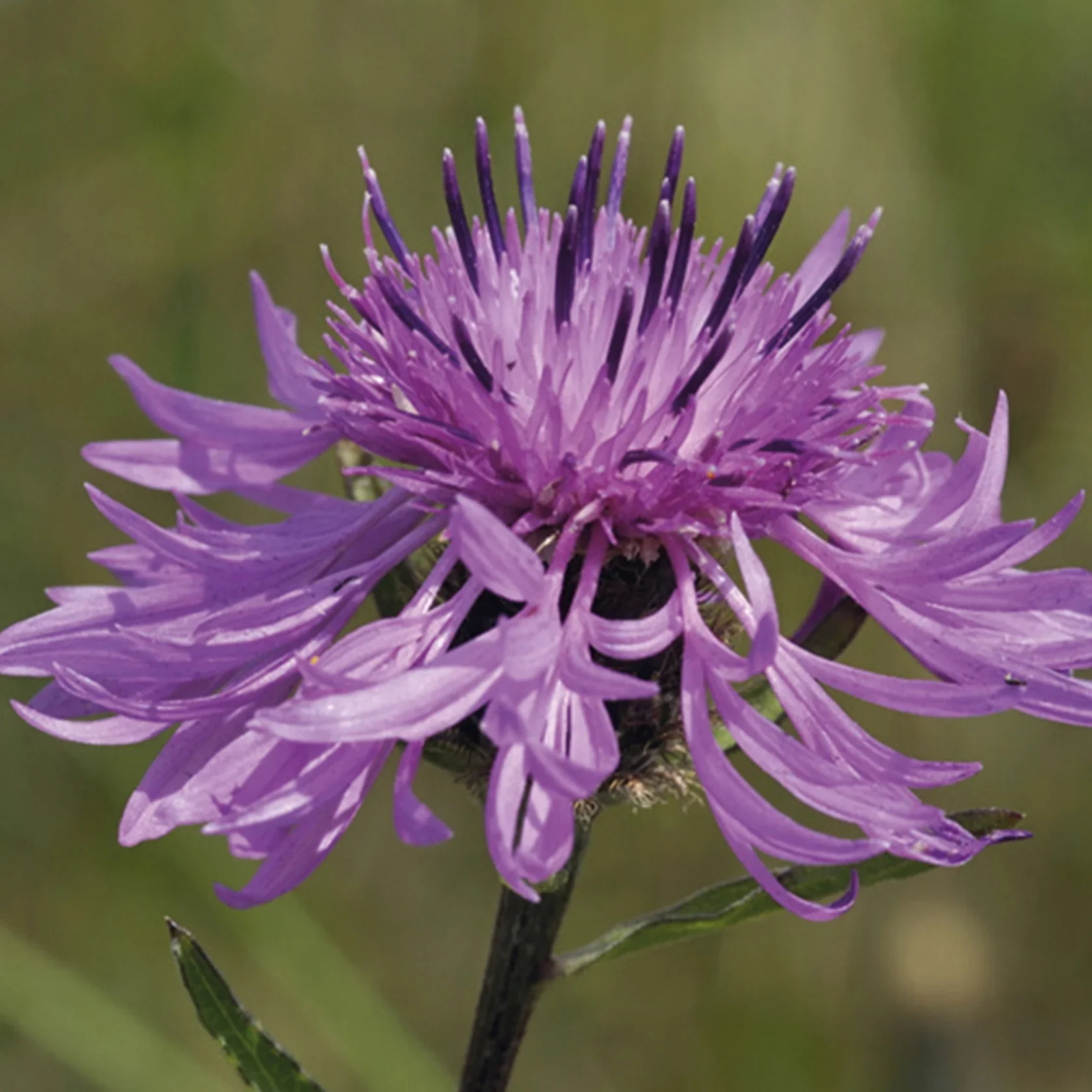 NH Great KnapweedFlower - New 2023 - Image 3
