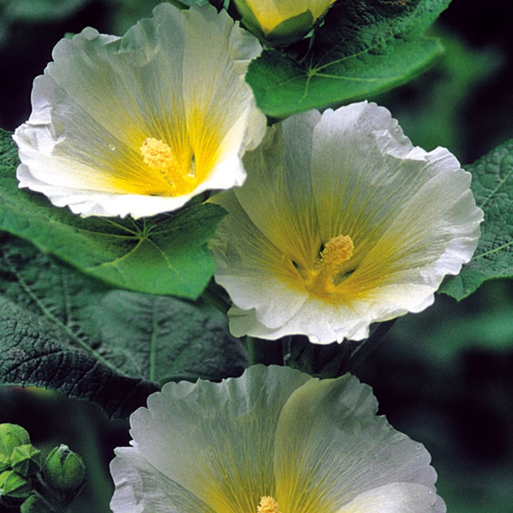 NH Hollyhock Sptlight PolarstrFlower - New 2023 - Image 3