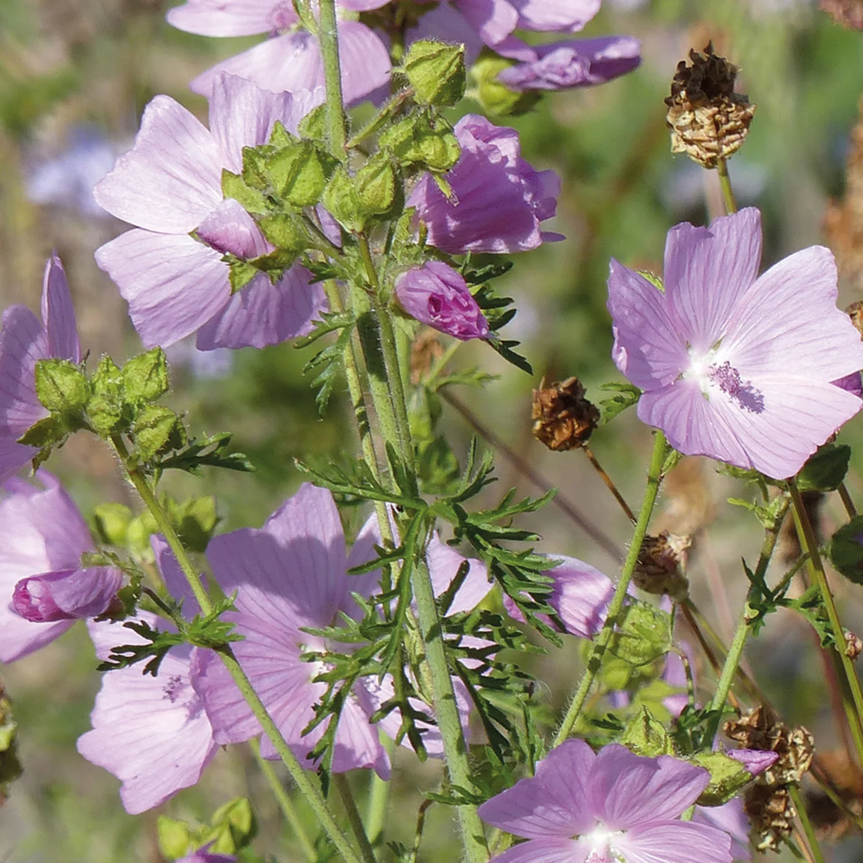 NH Musk MallowFlower - New 2023 - Image 3