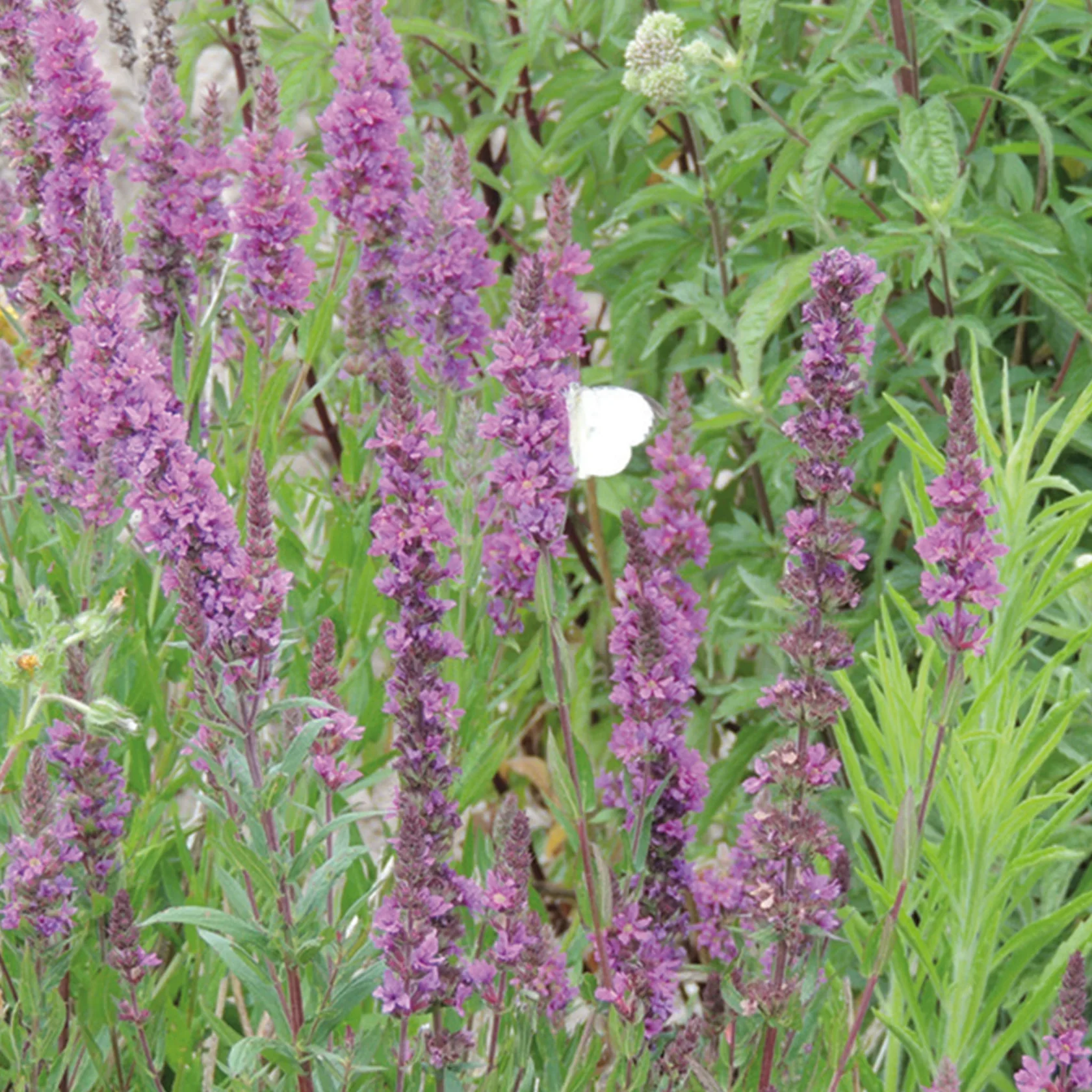 NH Purple LoosestrifeFlower - New 2023 - Image 3