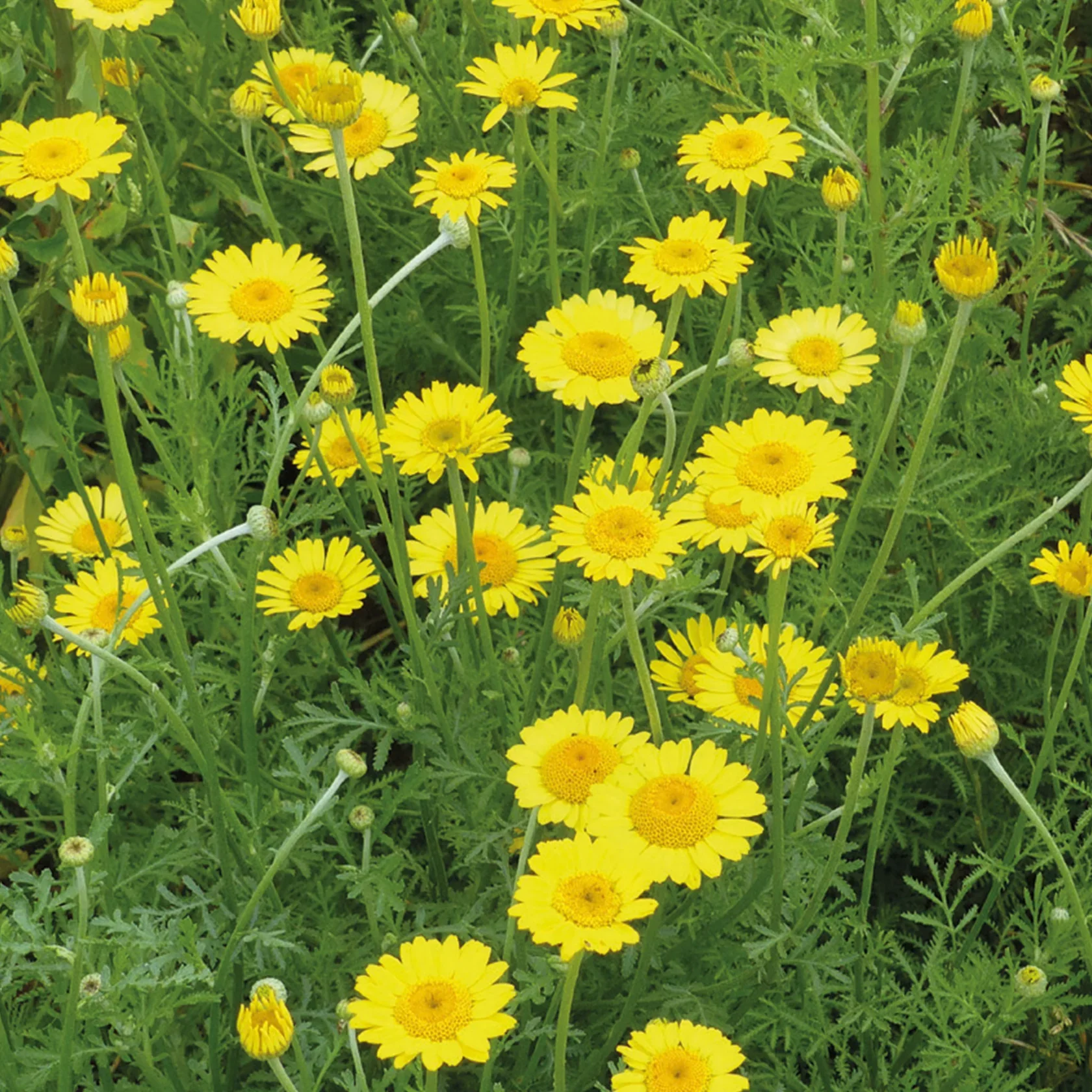 NH Yellow ChamomileFlower - New 2023 - Image 3