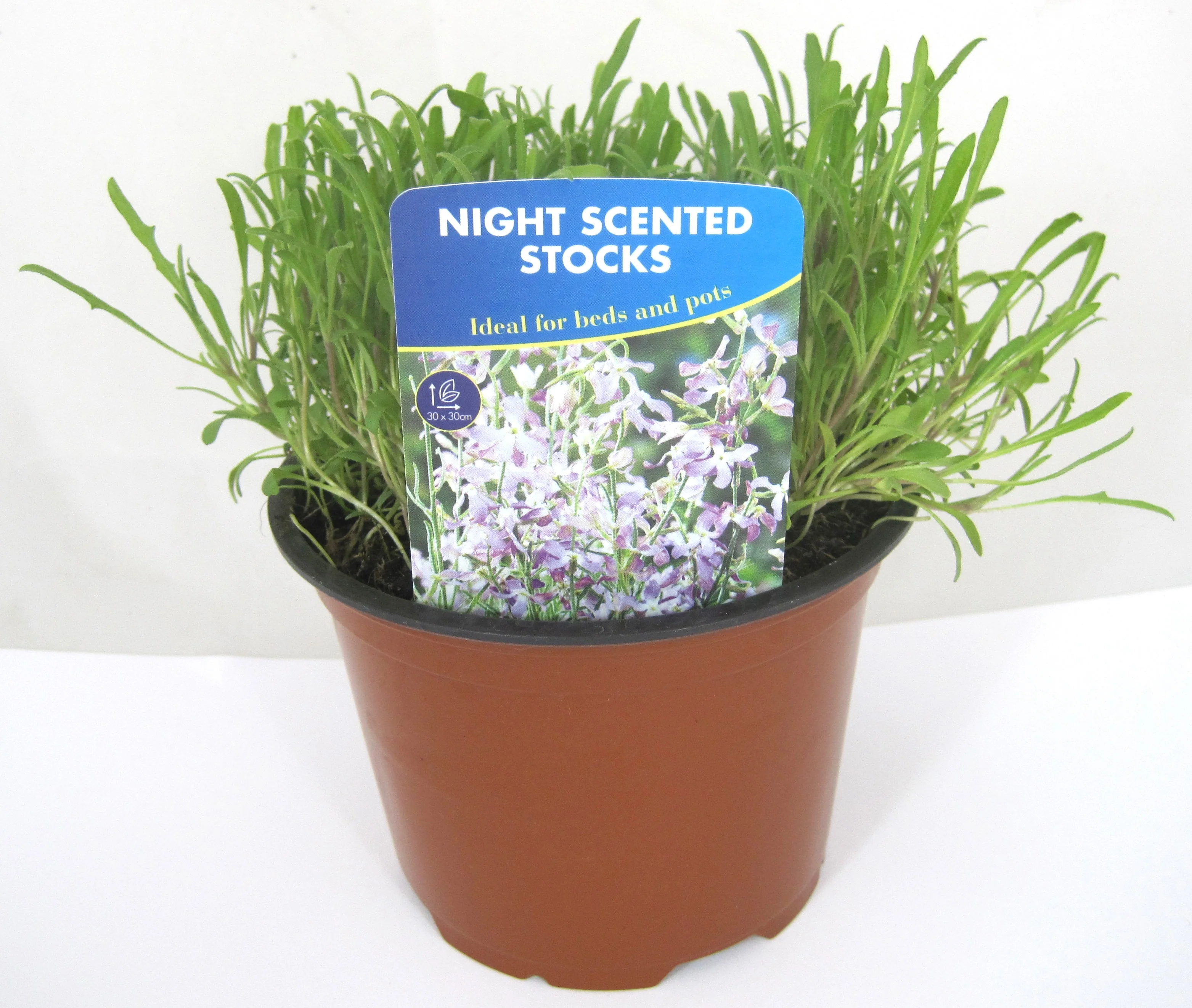 Night Scented Stock - Image 2