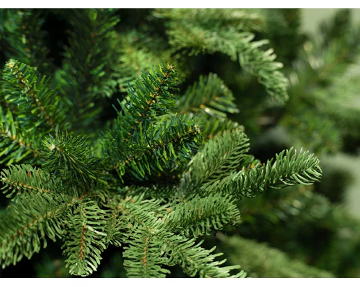 Noble pine180cm - Image 2