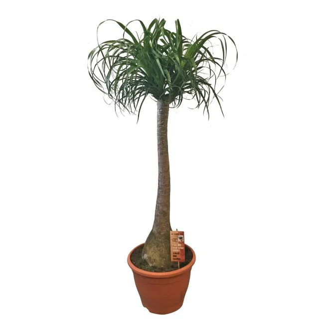 Nolina (Beaucarnea) recurvata  P30