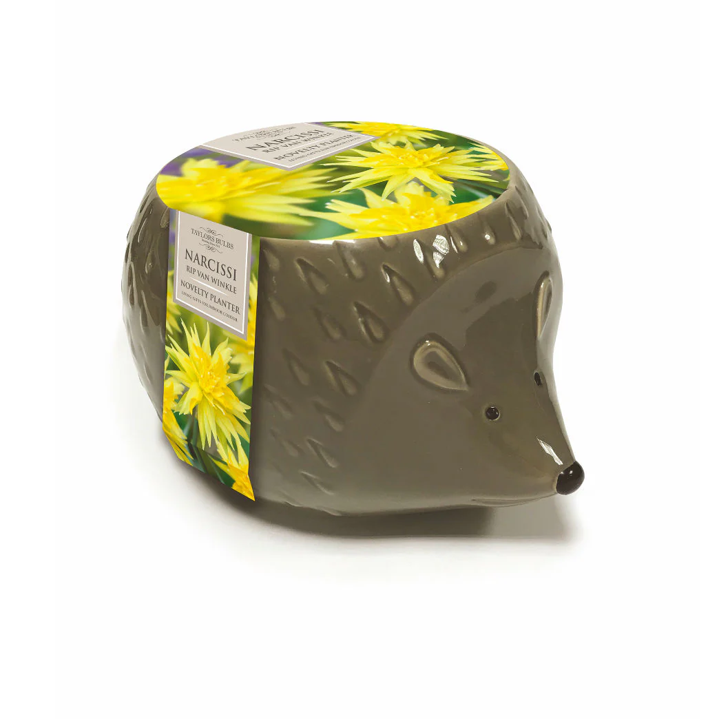 NOVELTY HEDGEHOG PLANTER X3