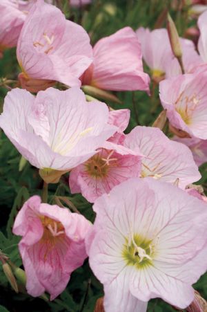 Oenothera Twilight