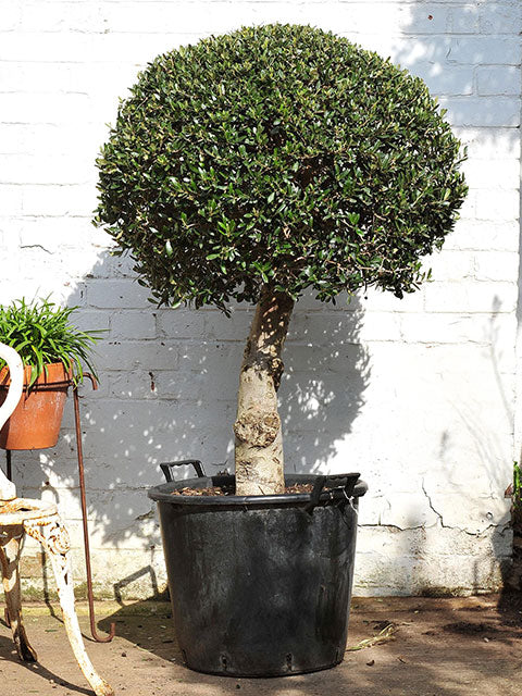Olea Europaea 110cm  C55