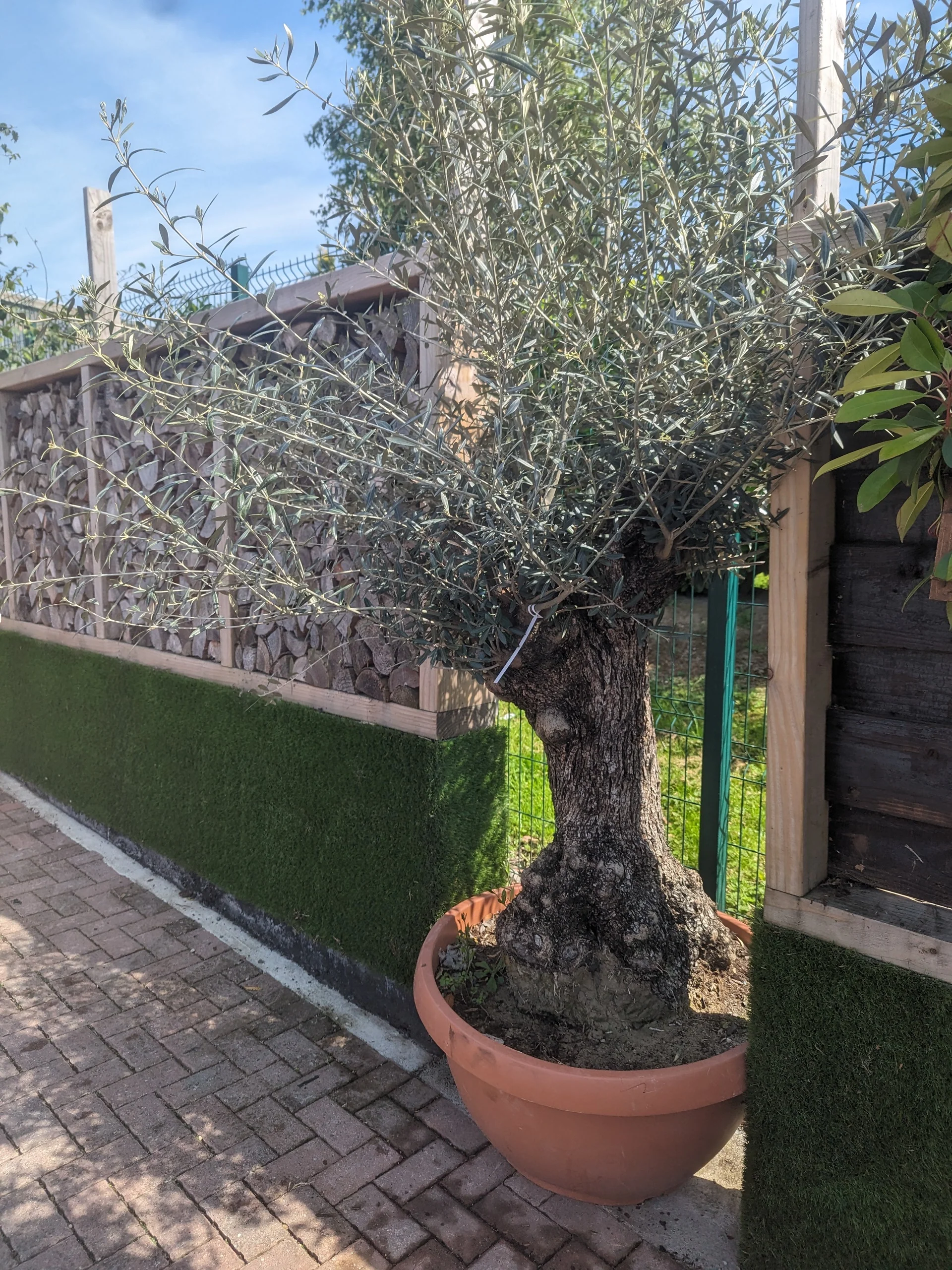 Olea europaea - Image 4